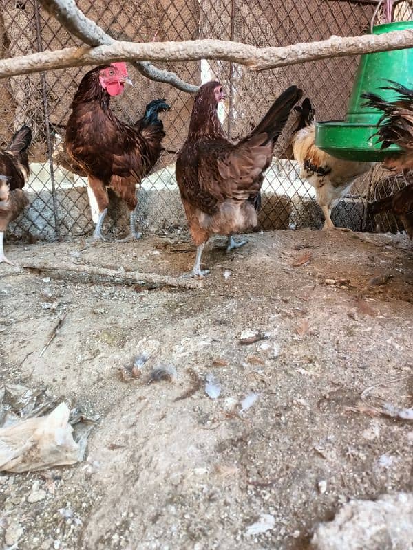 Lohman Brown Male F2 & RIR Cross Hens @ KG 1200 Read Complete Add 7