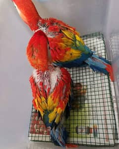 red macaw parrot pair urgent for sale good body