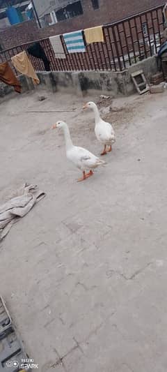 Ducks