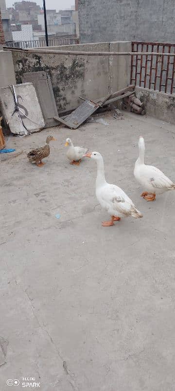 Ducks breeder Pairs for sale 2