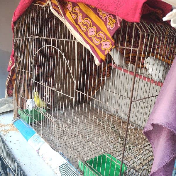 cages budgies and finches 0