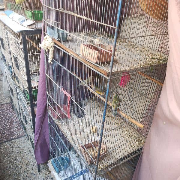 cages budgies and finches 5