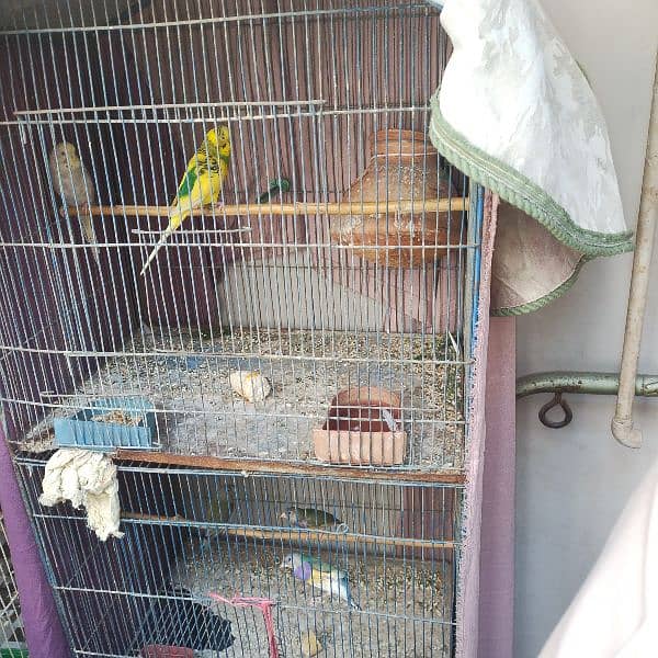 cages budgies and finches 6