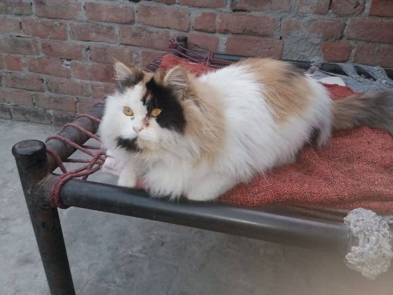 Persian cat 2