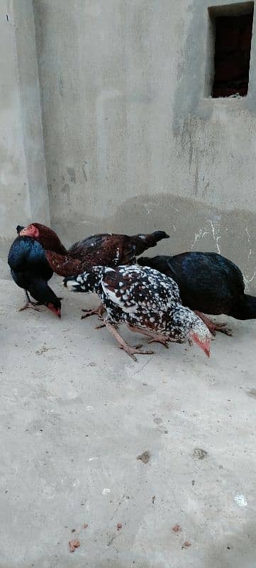 High Quality Aseel Hens For Sale 0