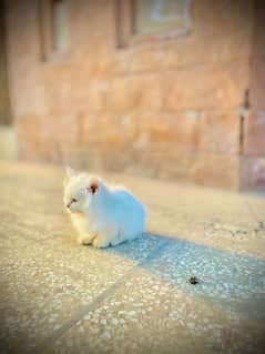 kitten male Persian