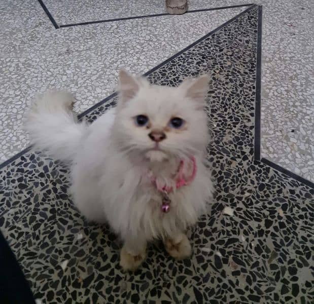 Fully vaccinated Persian cat For sale 0