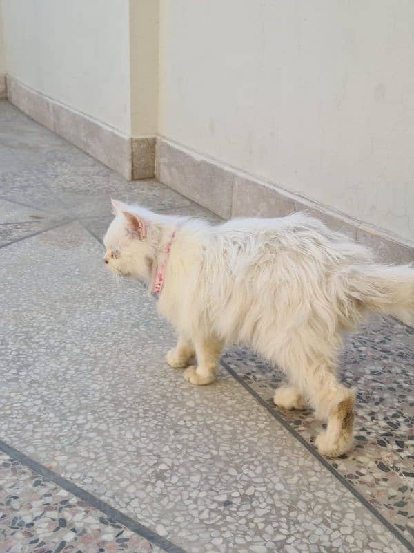 Fully vaccinated Persian cat For sale 1