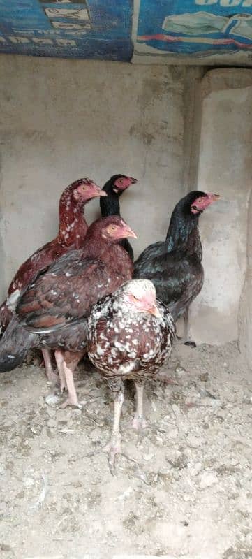 High Quality Aseel Hens For Sale 1