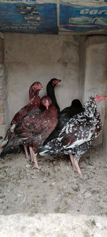 High Quality Aseel Hens For Sale 2