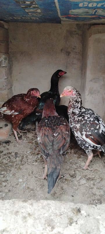 High Quality Aseel Hens For Sale 3