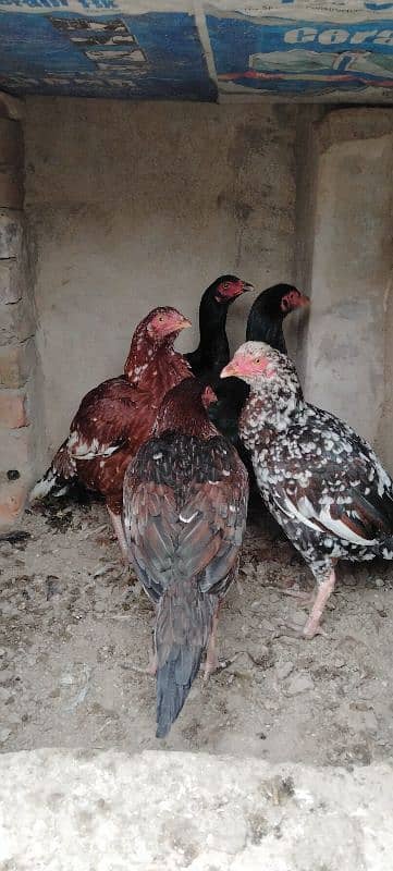 High Quality Aseel Hens For Sale 4