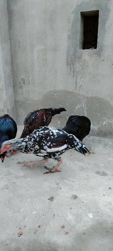 High Quality Aseel Hens For Sale 6