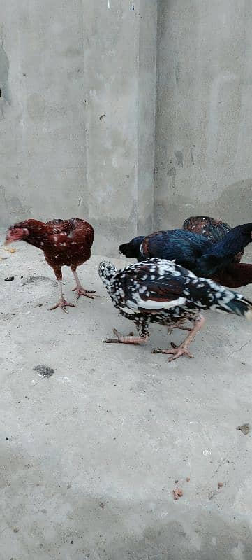 High Quality Aseel Hens For Sale 7