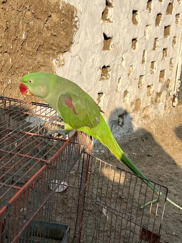 Kashmiri Parrots 0