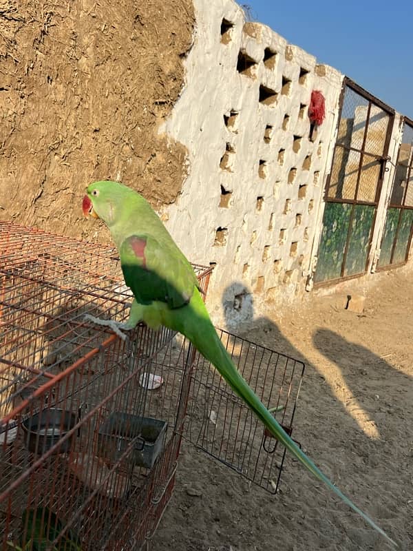 Kashmiri Parrots 1