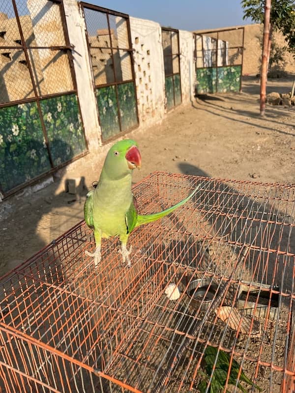 Kashmiri Parrots 2