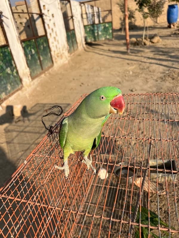 Kashmiri Parrots 3