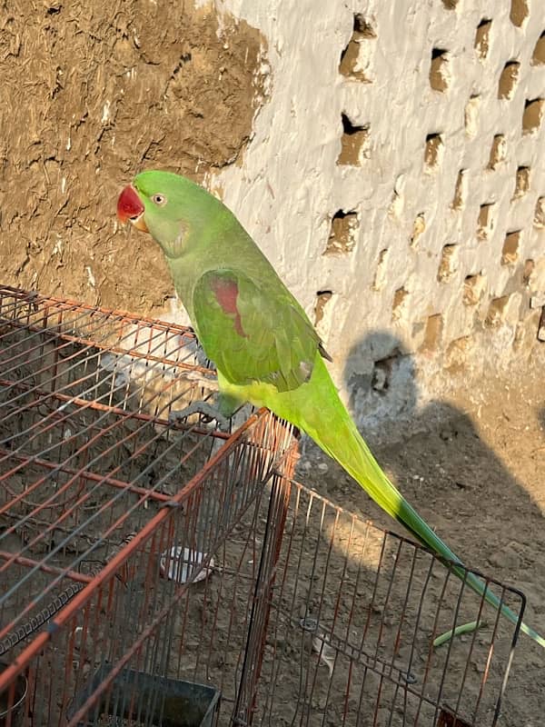 Kashmiri Parrots 4