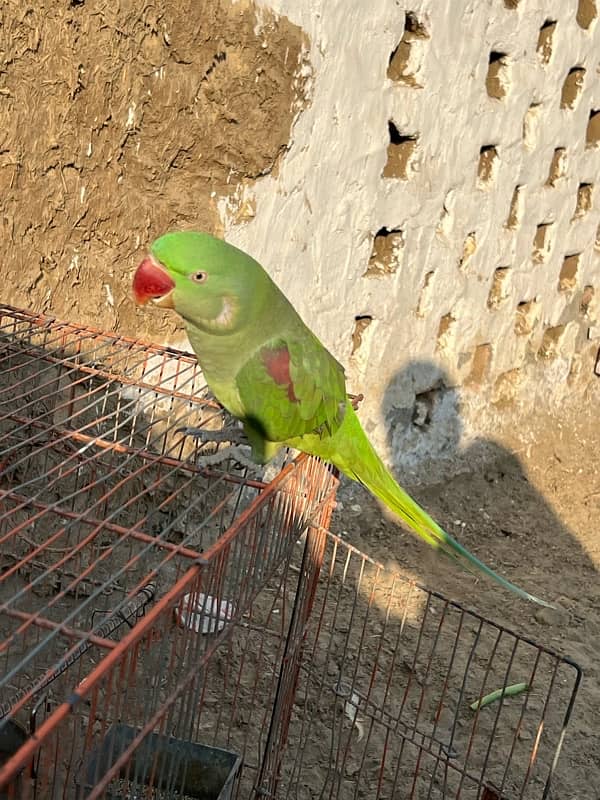 Kashmiri Parrots 5