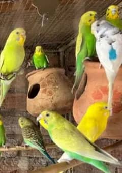 Australian Breeder parrots