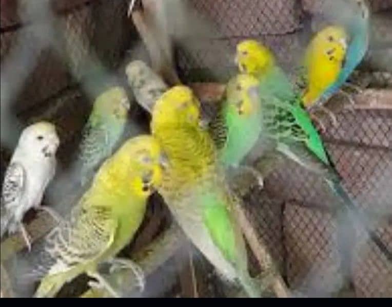 Australian Breeder parrots 1