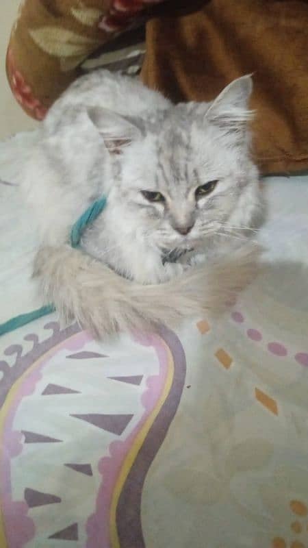 Persian Cat 3