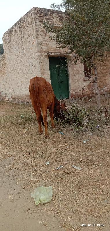 pure sahiwal wachi for sale 5