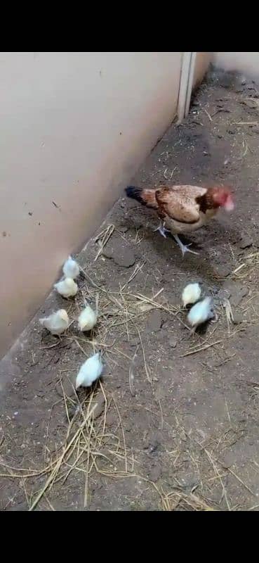 aseen hen with desi misri chicks 0