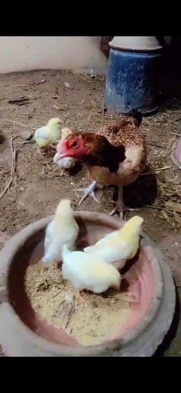 aseen hen with desi misri chicks 1