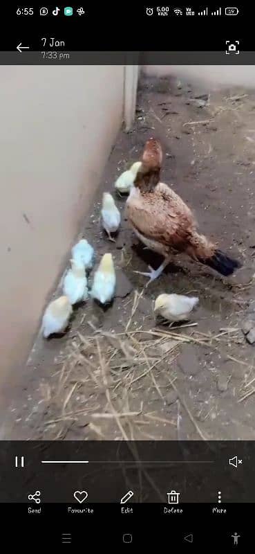 aseen hen with desi misri chicks 2