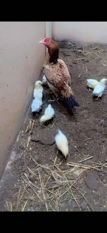 aseen hen with desi misri chicks 3