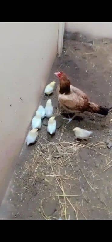 aseen hen with desi misri chicks 4