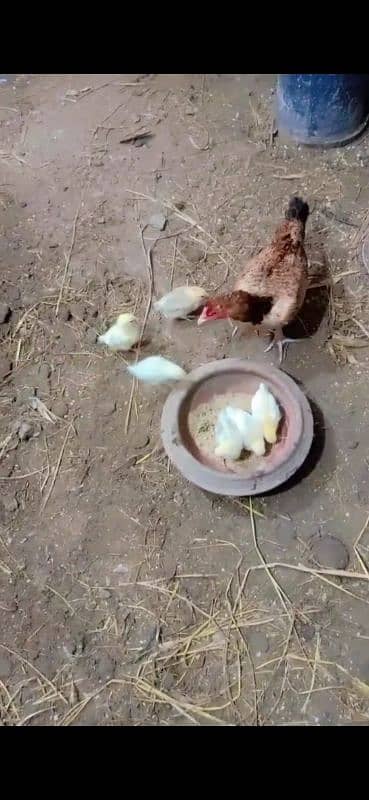 aseen hen with desi misri chicks 5