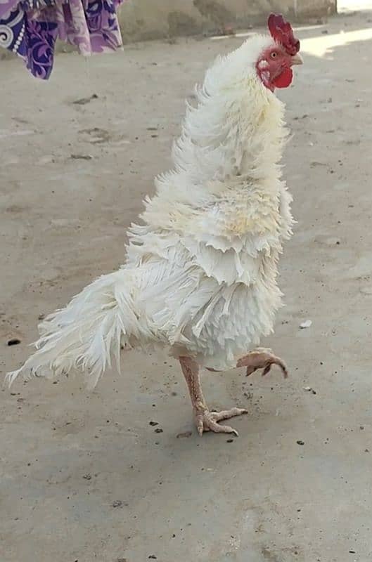 Frizzle hera aseel with hen and 7 chicks 2