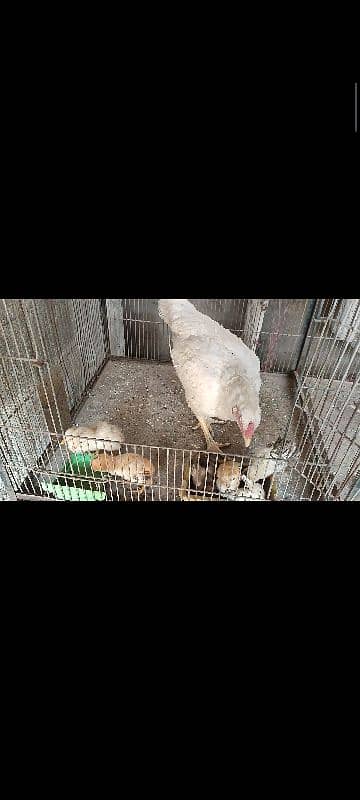 Frizzle hera aseel with hen and 7 chicks 4