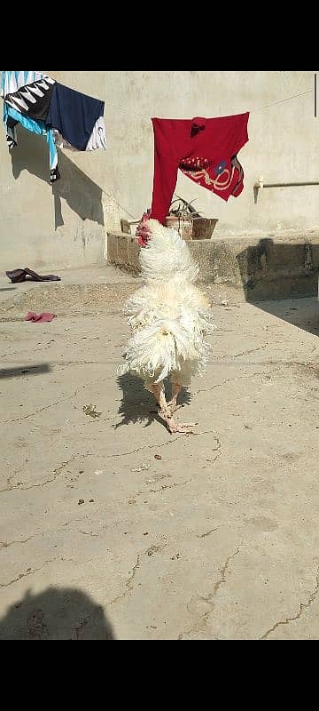 Frizzle hera aseel with hen and 7 chicks 5