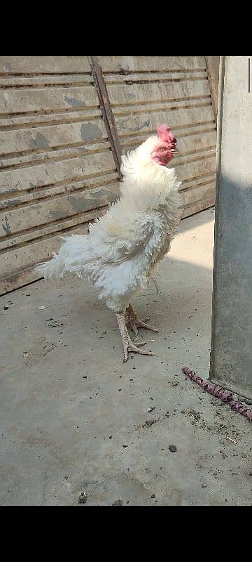 Frizzle hera aseel with hen and 7 chicks 9