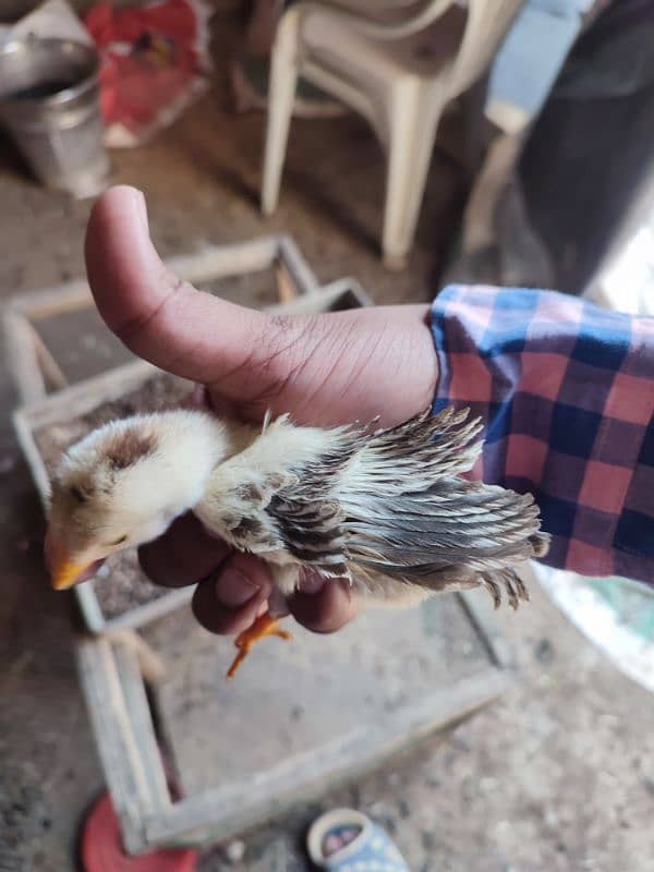 Frizzle hera aseel with hen and 7 chicks 10