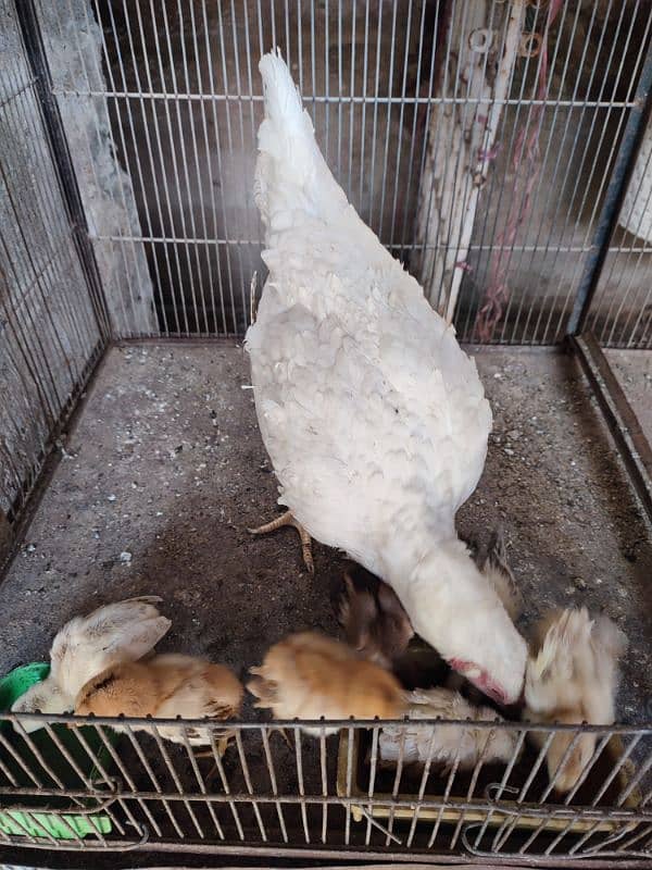 Frizzle hera aseel with hen and 7 chicks 13