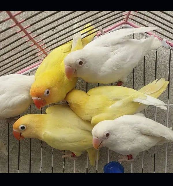 Love Birds Setup Sale Creamino, albino R, Pastelino with chick's 0