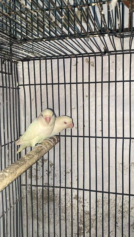 Love Birds Setup Sale Creamino, albino R, Pastelino with chick's 1