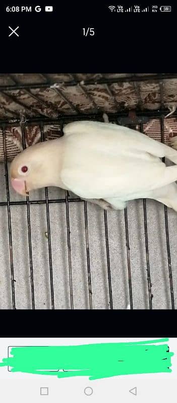 Love Birds Setup Sale Creamino, albino R, Pastelino with chick's 2