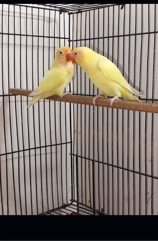 Love Birds Setup Sale Creamino, albino R, Pastelino with chick's 3