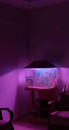 Fish Aquarium