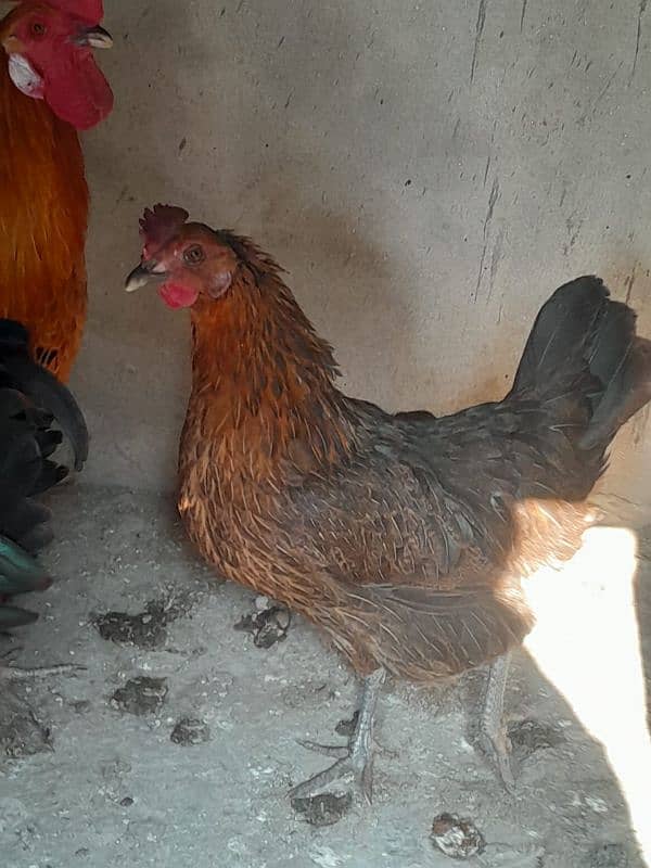 Egg laying Hens for sale 0