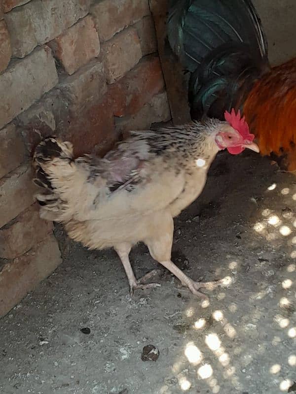 Egg laying Hens for sale 1