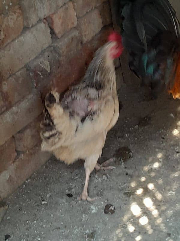 Egg laying Hens for sale 2