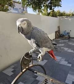 African Grey Parrot Talking female Contact 0326:1347:347