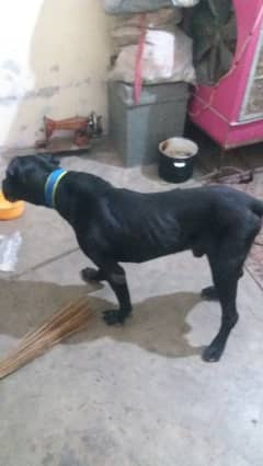 Cane Corso boy mall xcheg bi hogaye gha